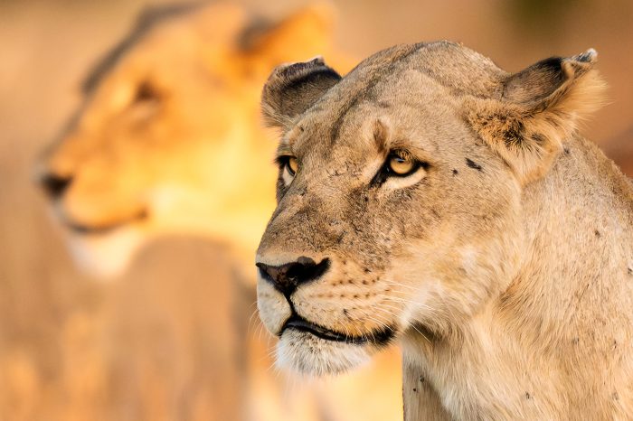 Safari fotografico en Tanzania | Enero 2026